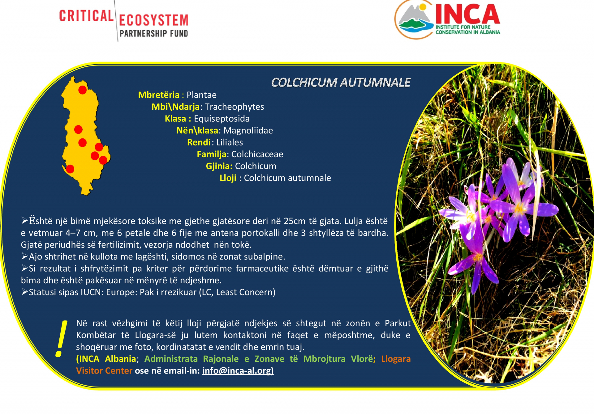 Të njohim speciet - Colchicum Autumnale