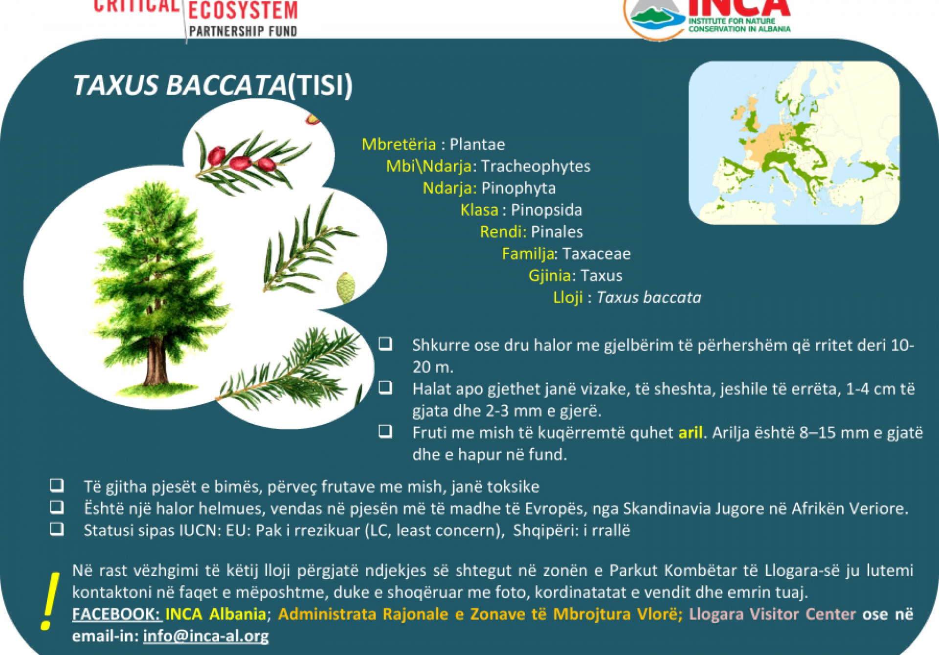 Të njohim speciet - Taxus baccata