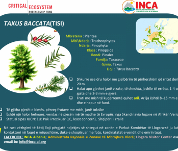 Të njohim speciet - Taxus baccata