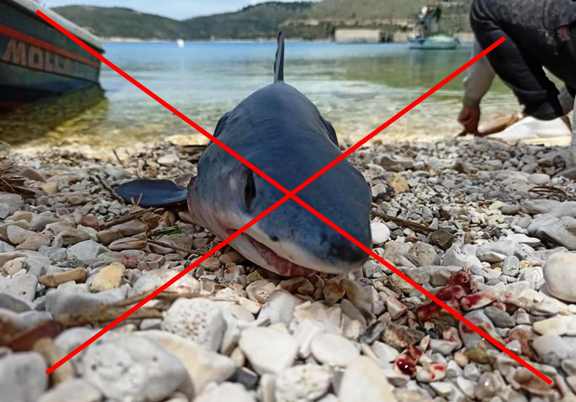 Tërheqje vëmendjeje për informacionet mbi prezencën dhe kapjen e peshkaqenëve ne detet Adriatik dhe Jon!