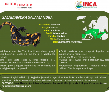 Të njohim speciet - Salamandra ose e bukura e dheut