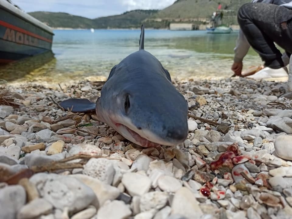 Dy lloje interesante peshkaqenësh në ujërat shqiptare