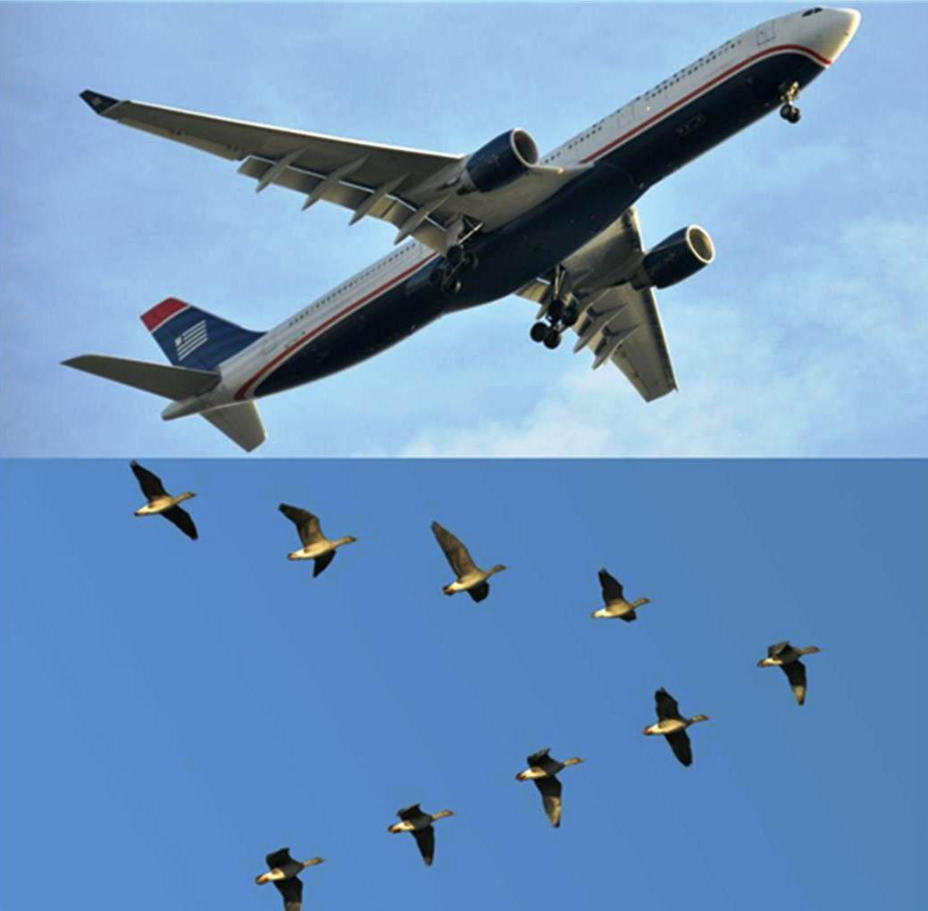 Planes or Pelicans?