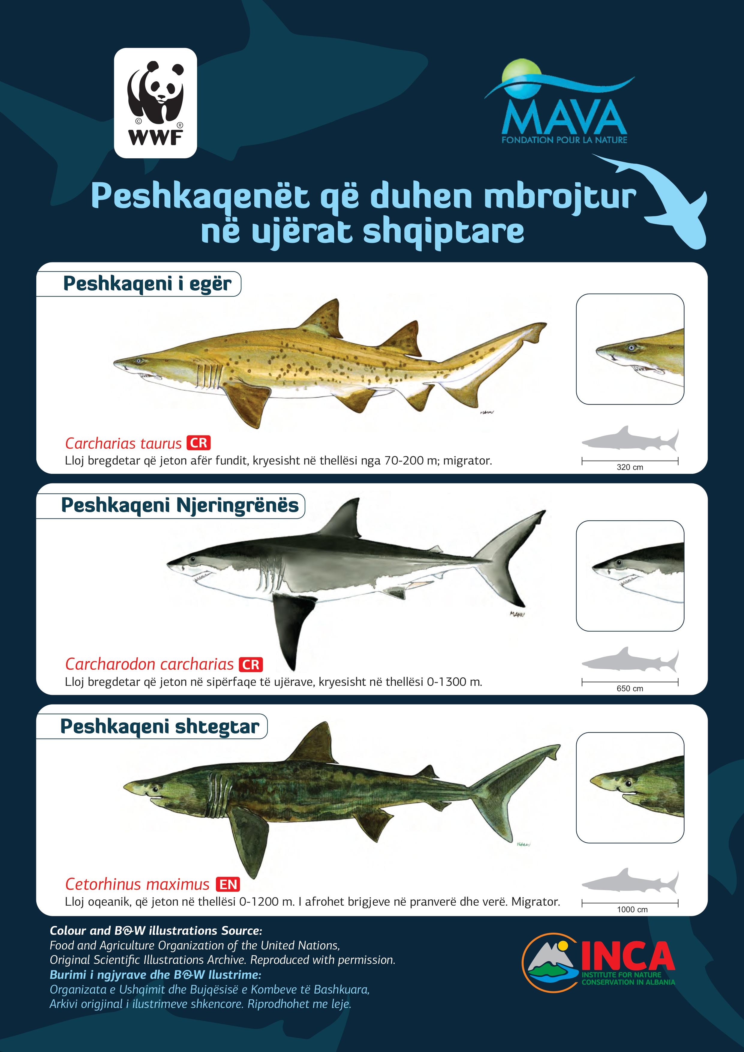 Peshkaqenët që duhen mbrojtur në ujërat shqiptare